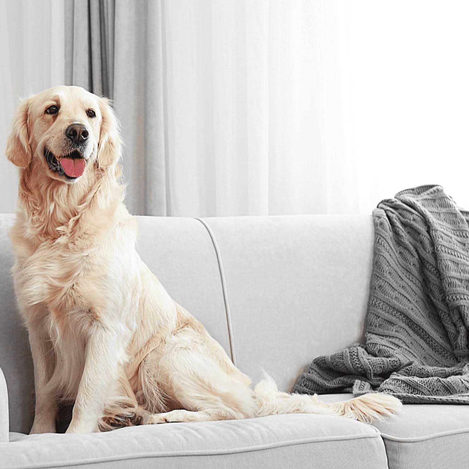 Enforcer Flea Spray for Homes - Image 4