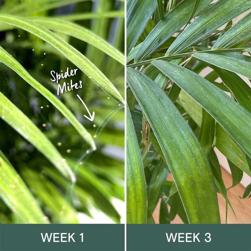 Arber Bio Insecticide - Image 4