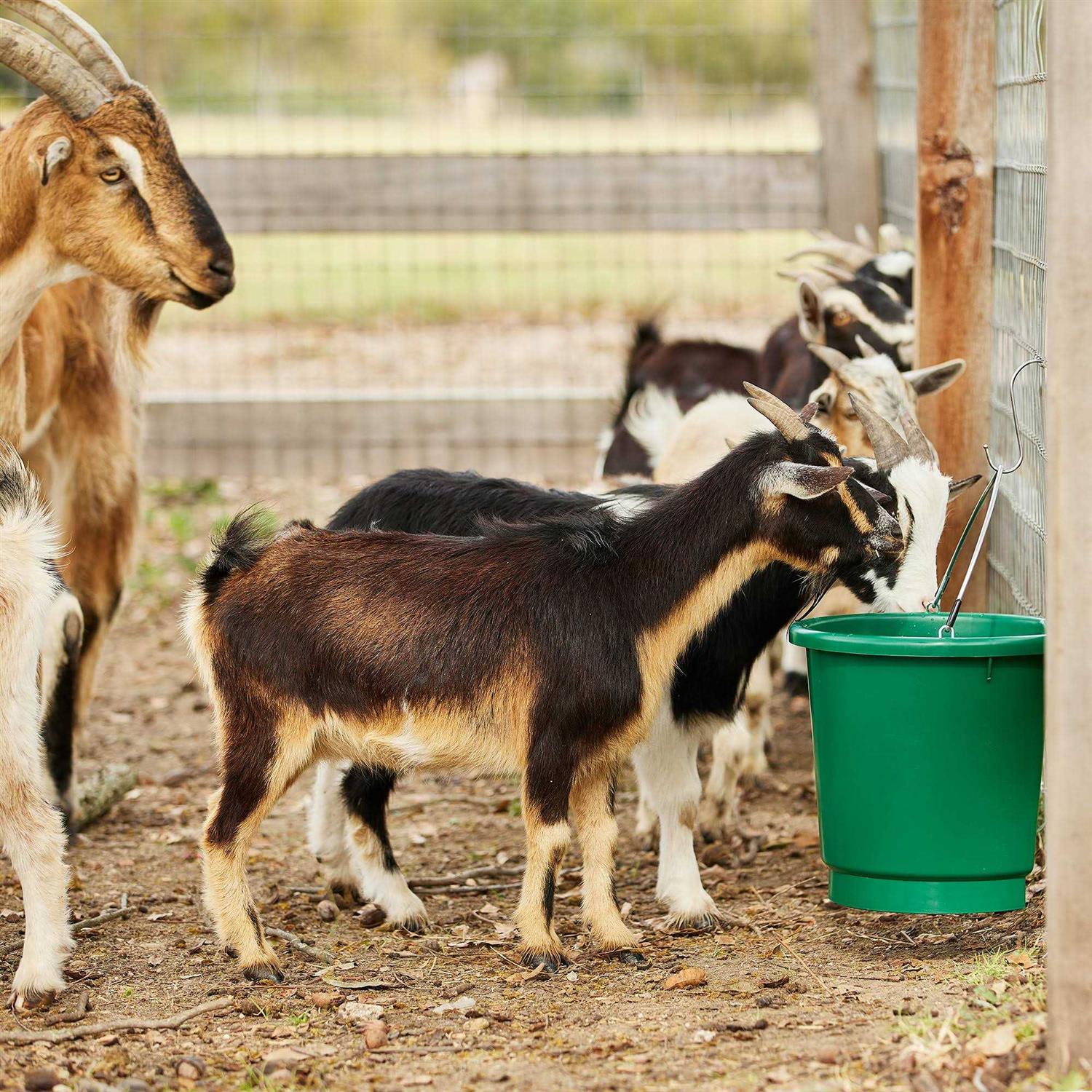 Farm Innovators 3 Gallon Flat Back Heated Bucket - Image 5