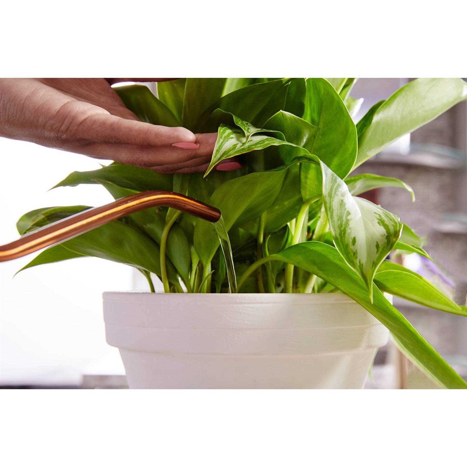 Miracle Gro Indoor Plant Food - Image 3